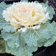 Load image into Gallery viewer, Kale Osaka White 6&quot;
