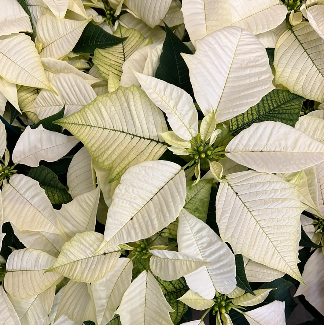 Poinsettia White 6.5