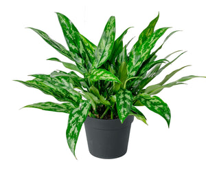 Aglaonema 8"