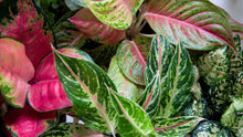 Load image into Gallery viewer, Aglaonema 8&quot;
