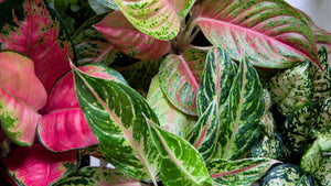 Aglaonema 8"