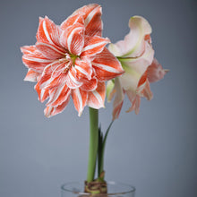 Load image into Gallery viewer, Amaryllis - Dancing Queen
