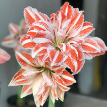 Load image into Gallery viewer, Amaryllis - Dancing Queen
