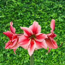 Load image into Gallery viewer, Amaryllis - Gervase
