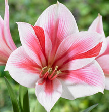 Load image into Gallery viewer, Amaryllis - Gervase
