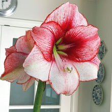 Load image into Gallery viewer, Amaryllis - Temptation
