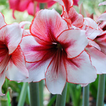 Load image into Gallery viewer, Amaryllis - Temptation

