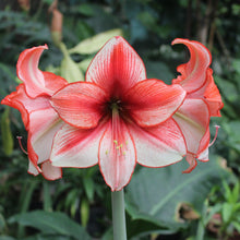Load image into Gallery viewer, Amaryllis - Temptation
