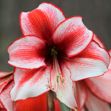 Load image into Gallery viewer, Amaryllis - Temptation

