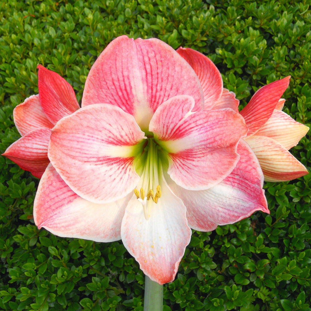Amaryllis - Apple Blossom