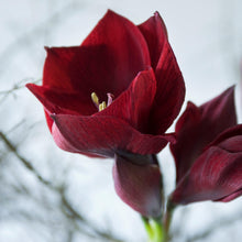 Load image into Gallery viewer, Amaryllis - Benfica
