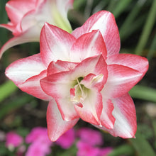 Load image into Gallery viewer, Amaryllis - Blossom Peacock
