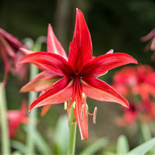 Load image into Gallery viewer, Amaryllis - Bogota

