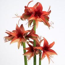 Load image into Gallery viewer, Amaryllis - Bogota
