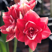 Load image into Gallery viewer, Amaryllis - Double Dream
