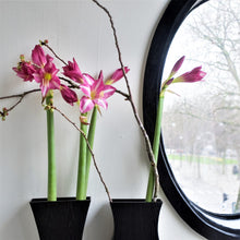 Load image into Gallery viewer, Amaryllis - Estella
