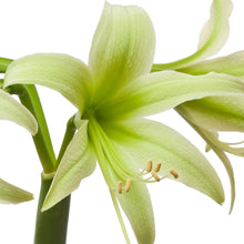 Load image into Gallery viewer, Amaryllis - Evergreen
