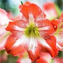 Load image into Gallery viewer, Amaryllis - Minerva
