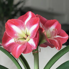 Load image into Gallery viewer, Amaryllis - Monte Carlo

