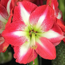 Load image into Gallery viewer, Amaryllis - Monte Carlo
