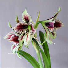 Load image into Gallery viewer, Amaryllis - Papillio Butterfly
