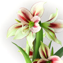 Load image into Gallery viewer, Amaryllis - Papillio Butterfly
