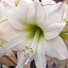 Load image into Gallery viewer, Amaryllis - Picotee
