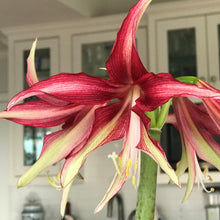 Load image into Gallery viewer, Amaryllis - Quito
