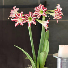 Load image into Gallery viewer, Amaryllis - Santiago
