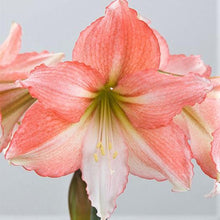 Load image into Gallery viewer, Amaryllis - Tinkerbell
