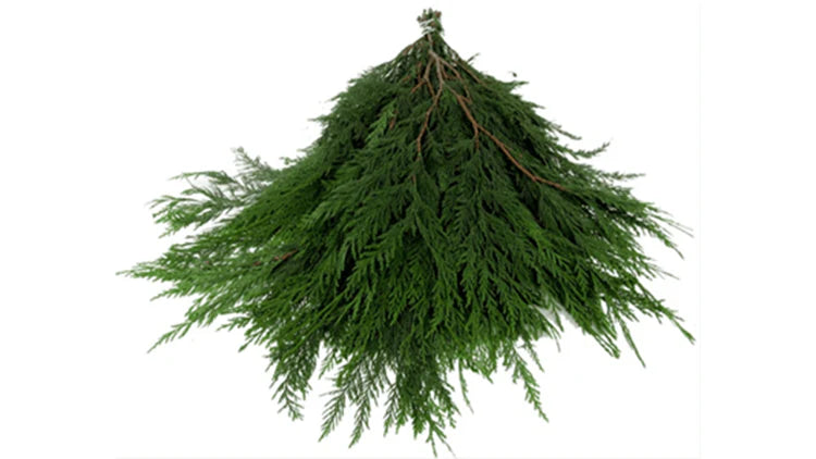 XMAS Cedar Bunch