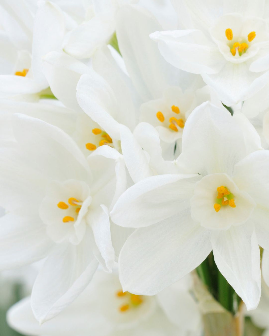 November 8 at 11am - Paperwhite Workshop