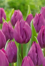 Load image into Gallery viewer, Fall Tulip Purple Prince
