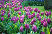 Load image into Gallery viewer, Fall Tulip Purple Prince
