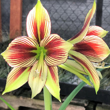 Load image into Gallery viewer, Amaryllis - Papillio Butterfly
