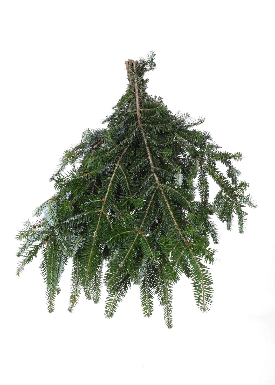 XMAS Fraser Fir Bunch