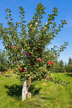 Load image into Gallery viewer, Honeycrisp Apple Tree 10g
