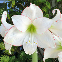 Load image into Gallery viewer, Amaryllis - Picotee
