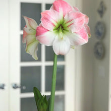 Load image into Gallery viewer, Amaryllis - Apple Blossom
