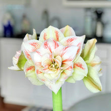 Load image into Gallery viewer, Amaryllis - Nymph
