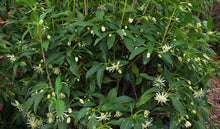 Load image into Gallery viewer, Illicium Orion Anise 7g
