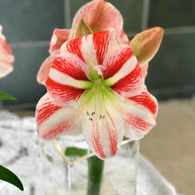 Load image into Gallery viewer, Amaryllis - Clown
