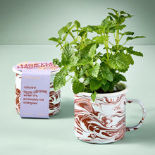 Load image into Gallery viewer, Altered Herb Mug Grow Kits
