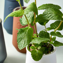 Load image into Gallery viewer, Tapered Tumbler Grow Kits
