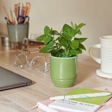 Load image into Gallery viewer, Garden Vibes Candle/Planter 2-in-1
