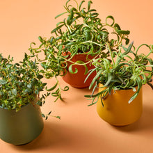 Load image into Gallery viewer, Rooted Candles
