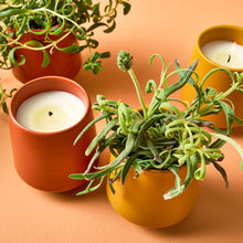 Load image into Gallery viewer, Rooted Candles
