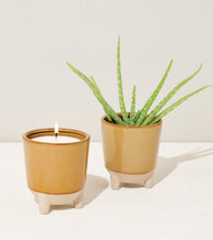 Load image into Gallery viewer, Glow &amp; Grow Kits
