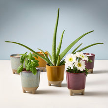 Load image into Gallery viewer, Glow &amp; Grow Kits
