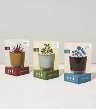 Load image into Gallery viewer, Glow &amp; Grow Kits
